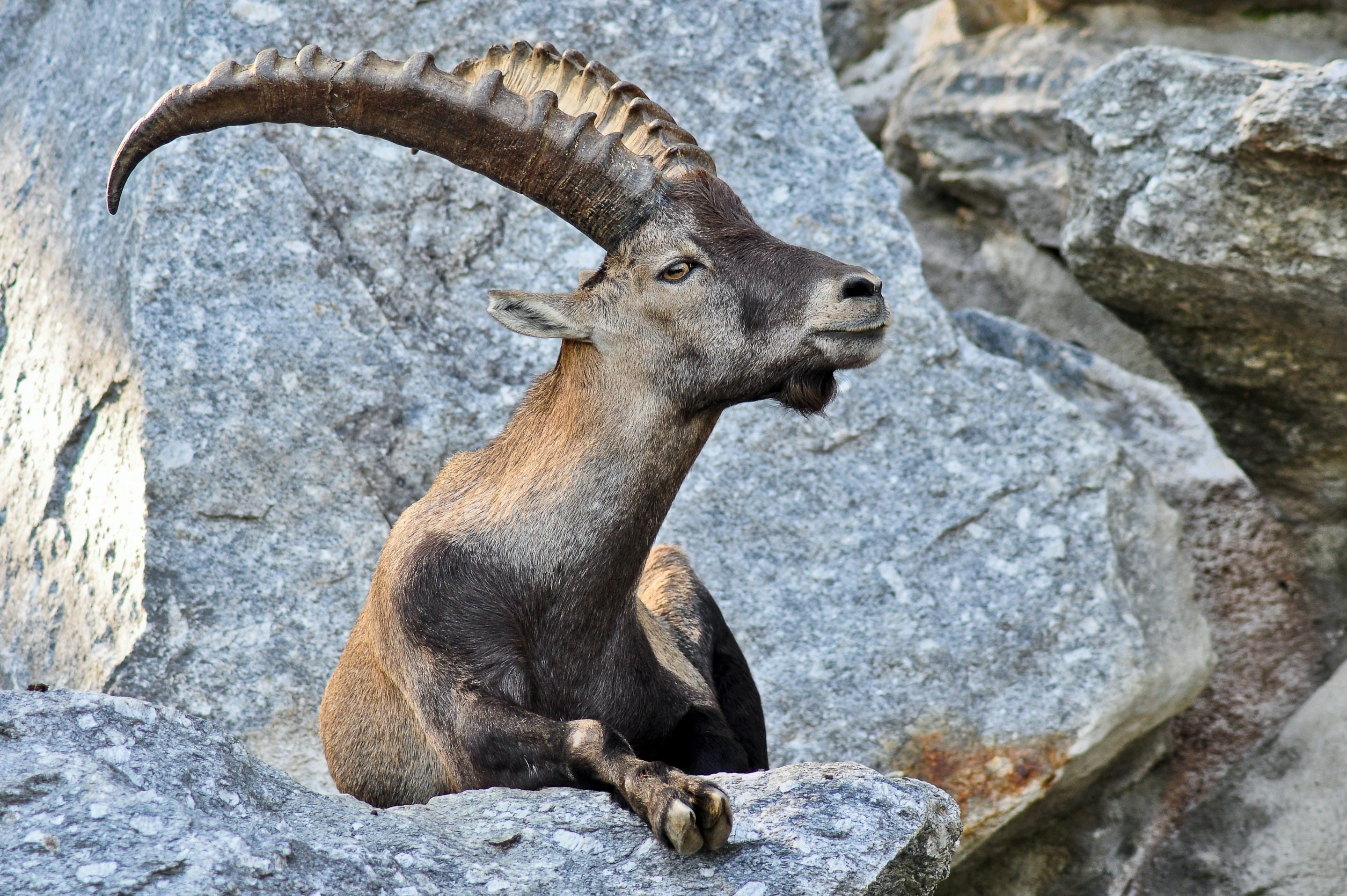 Typical fauna from the Swiss mountains House of Switzerland